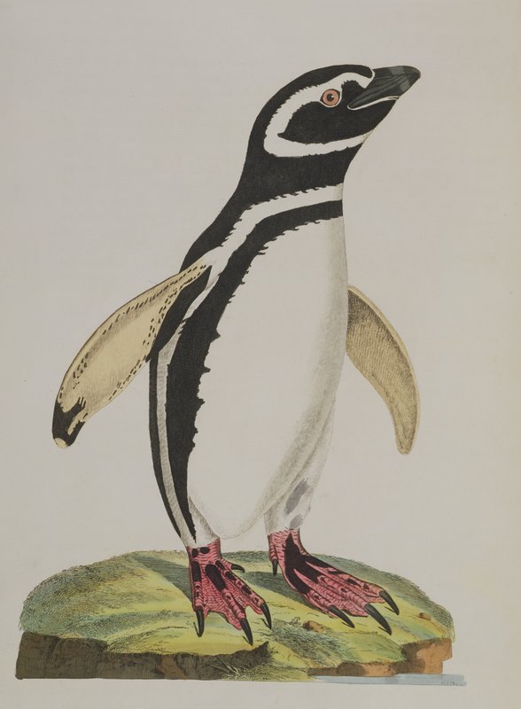 「ペンギン」　室田武　動物画　在銘　額 ペンギンワックス 絵画　日本画　稀少レア John Frederick Miller -